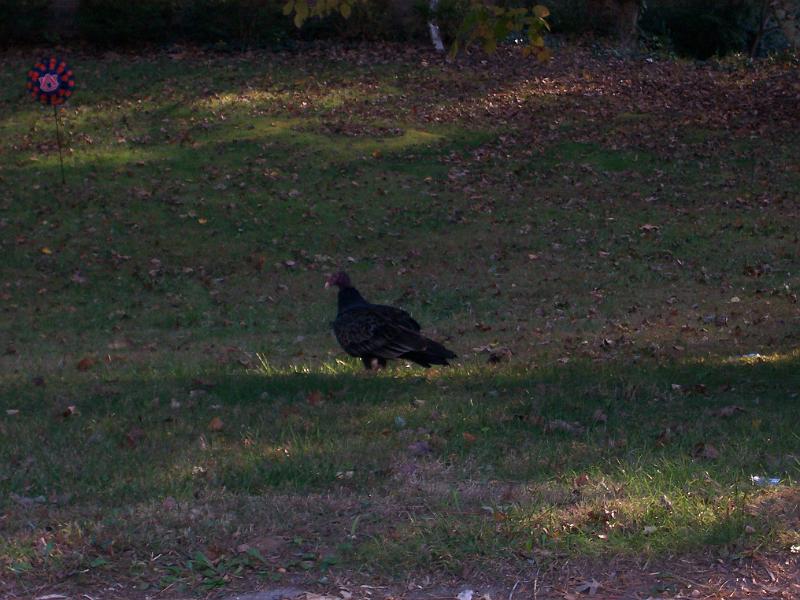 Picture 021