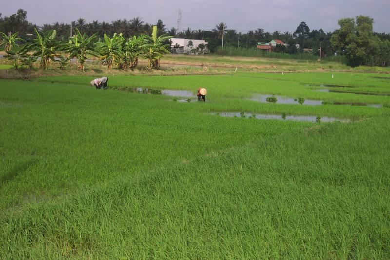 DCP_4395-Vietnam