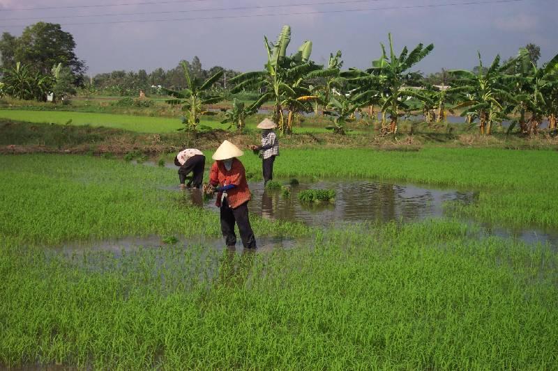 DCP_4399-Vietnam