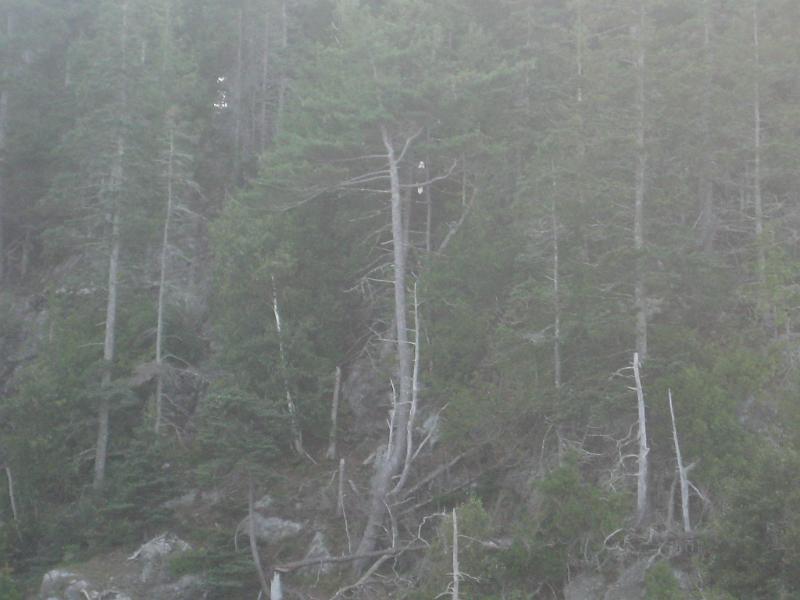 BarHarbor 735