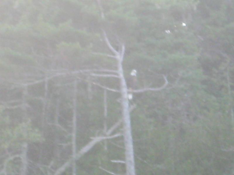 BarHarbor 738