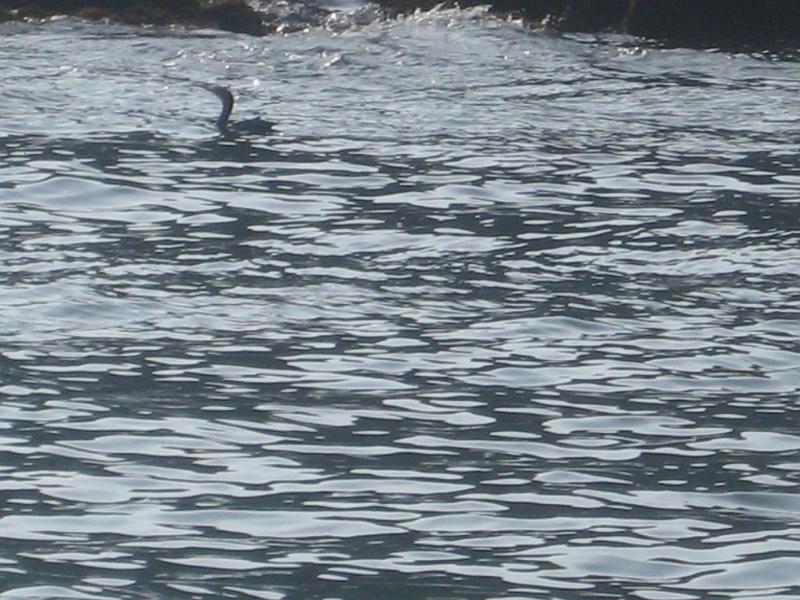 BarHarbor 744