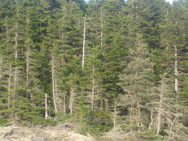 BarHarbor 770