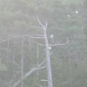BarHarbor 738