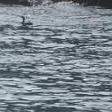BarHarbor 744