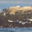 BarHarbor 765