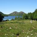 Bar Harbor 09 222