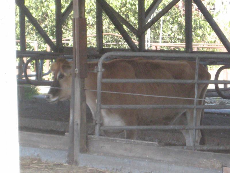 Cagle 09 010