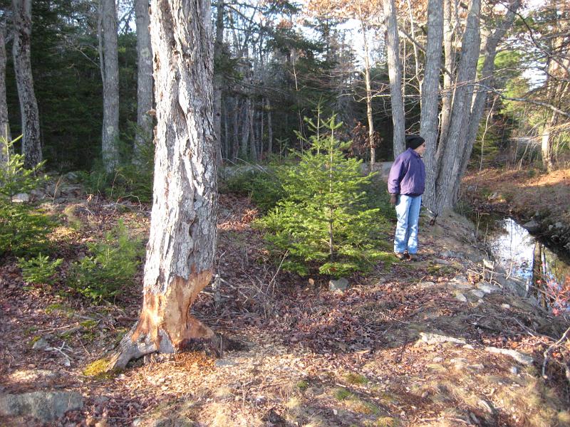 Bar Harbor 09 042