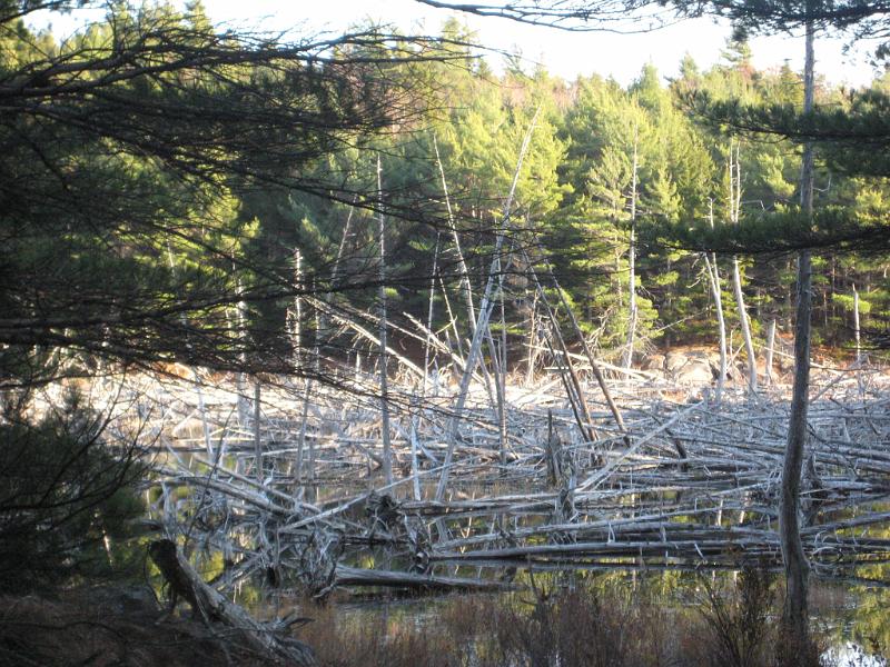 Bar Harbor 09 048