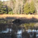 Bar Harbor 09 040