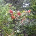 IMG_0768