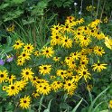 IMG_0779
