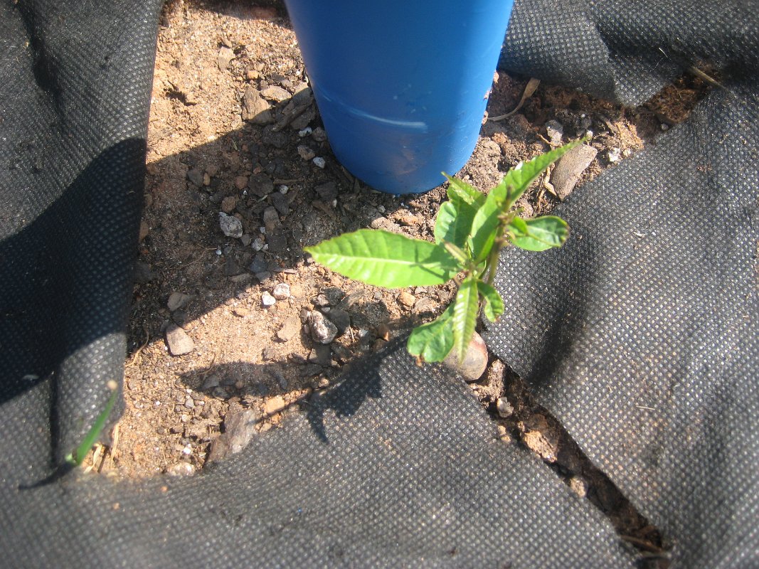 11Jun11 018