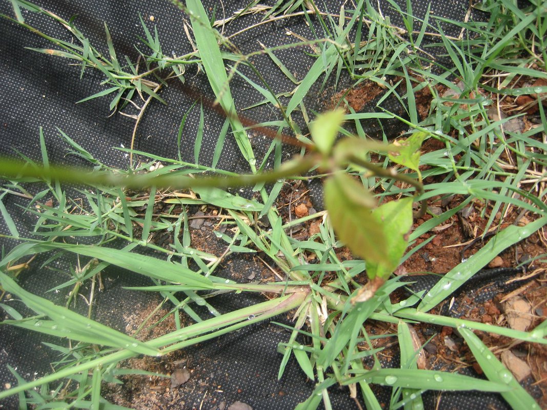 17Jul11 009