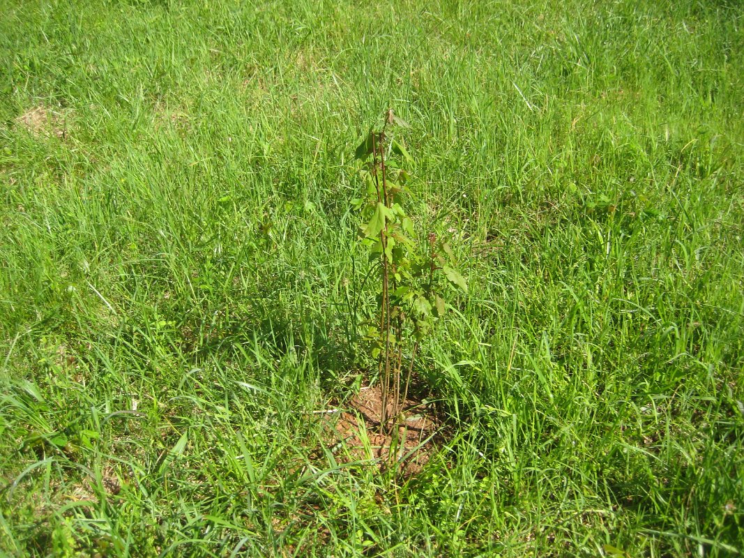 24apr11 002